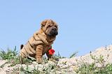 SHAR-PEI 076